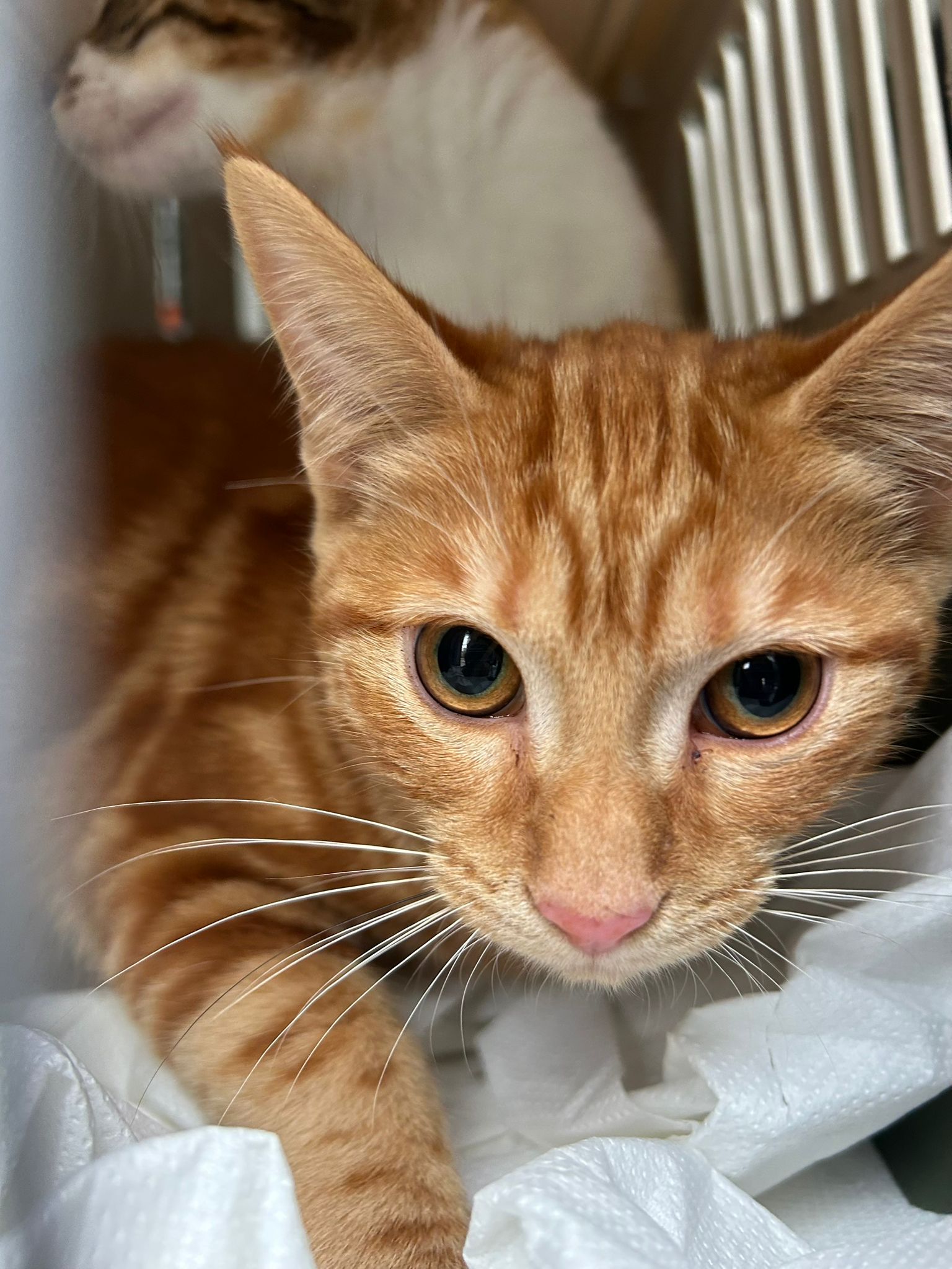 a51d5bc8-b29a-4649-b73b-787c61f62d84