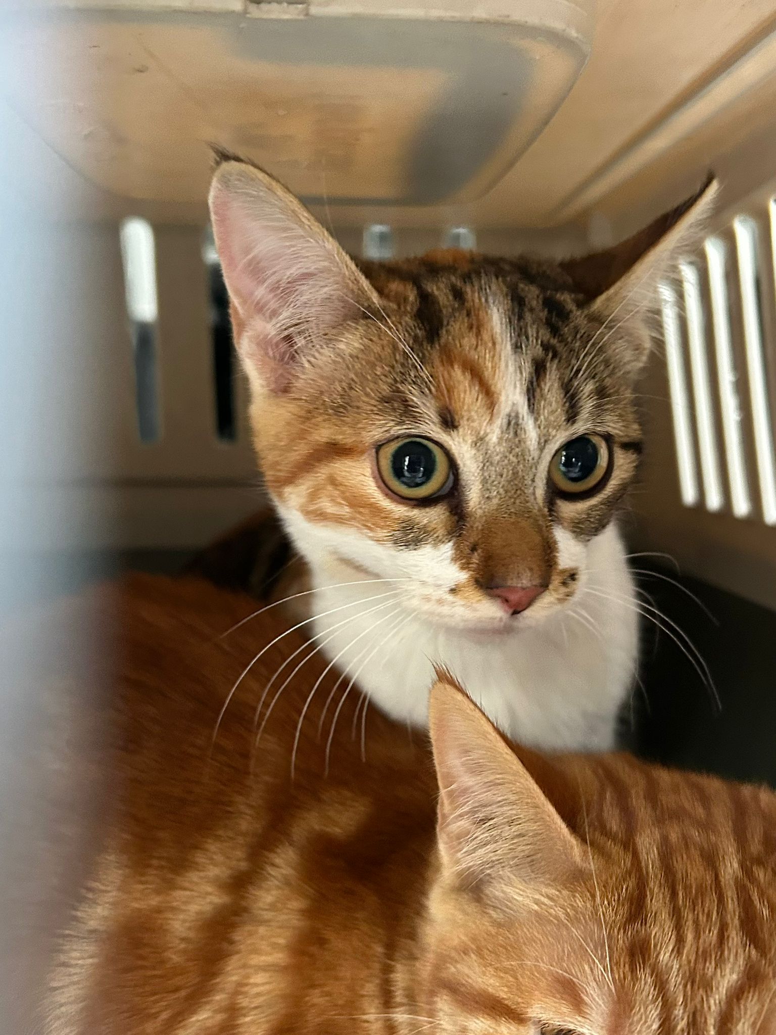 f710f3e3-ec11-4d52-8d10-e31f4655e672